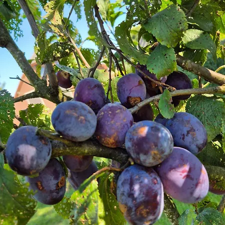 Holiday home Veluwse Boerderij *