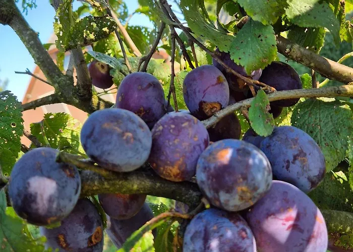 Holiday home Veluwse Boerderij *